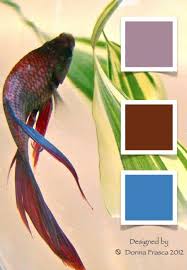 Betta Licious Betta Betta Fish Colorful Fish