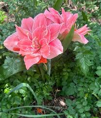 Image result for Hippeastrum sp. cultivars