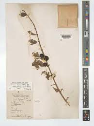 Image result for Feretia aeruginescens