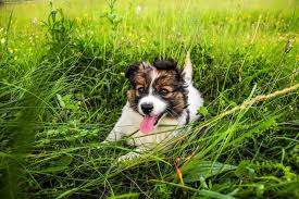Buy border collie puppies and get the best deals at the lowest prices on ebay! Border Collie Australian Shepherd Mix Everything You Need To Know Perfect Dog Breeds