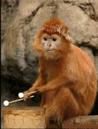 Maybe you would like to learn more about one of these? Dancing Monkey Gif Download