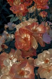 S X R O S I E In 2020 Flower Aesthetic Flower Wallpaper Aesthetic Pastel Wallpaper