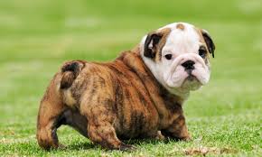 We did not find results for: 25 Beautiful Bulldog Puppies That Will Melt Your Heart Inside Dogs World