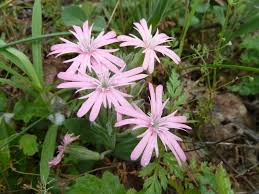 Image result for Silene
