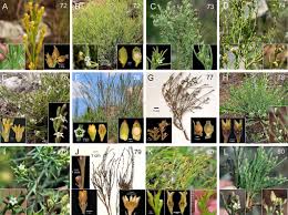 Image result for Thesium megalocarpum