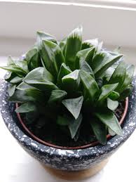 Wrinkled because the volume has reduced while the surface area of the outer layer has remained constant. My Haworthia Retusa Is Shriveling Up