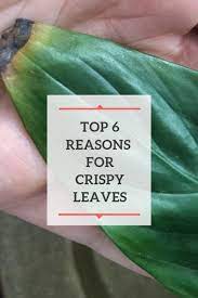 If left unchecked, brown leaf tips can turn into a bigger problem and may even kill your plant. Are Your Plant Leaves Turning Brown And Crispy