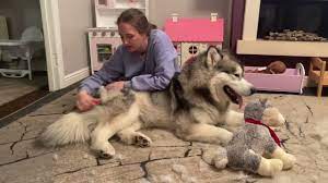 Giant Husky Refuses To Be Groomed And Causes Chaos! (So Much Fluff!!) -  YouTube