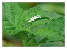 Image result for Heliotropium indicum