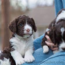 Springerdoodle Puppies Are Soooo Cute Toy Dog Breeds Sproodle Puppies Doodle Puppy