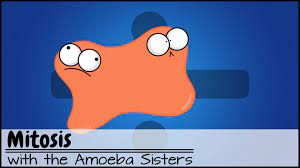 Mitosis The Amazing Cell Process That Uses Division To Multiply Updated Cell Processes Mitosis Middle School Science Activities