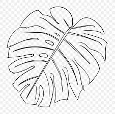 This fruit is relatively simple to create, so only a few basic lines are required. Swiss Cheese Plant Leaf Drawing Sketch Png 830x821px Watercolor Cartoon Flower Frame Heart Download Free