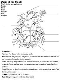 Label The Parts Of A Plant Parts Of A Plant Plant Activities Plants