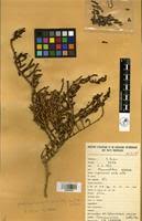 Image result for Halosarcia