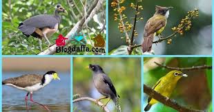 Jenis ini sangat populer di kalangan hobiis dan harganya pun terjangkau, mulai rp. 8 Jenis Burung Di Indonesia Yang Hampir Punah Blogdaffa Com
