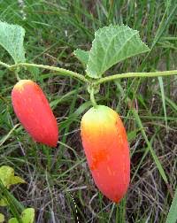 Image result for Coccinia barteri