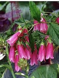 Pink Campanula Punctata Cherry Cheeks 10 Plants Perennial Ebay Perennials Pink Perennials Campanula
