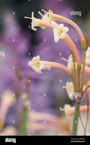 Image result for Cyrtanthus mackenii