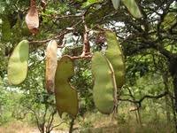 Image result for Cryptosepalum maraviense