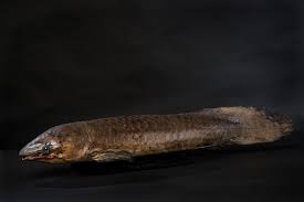 Australian Lungfish The Australian Museum