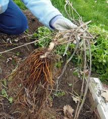 Once this is complete, secure each of the vines to the trellis and move on to the next plant. Dig Divide Move A Clematis Flowers Vines Groundcovers Garden A To Z Forum In 2021 Clematis Growing Gardens Food Garden