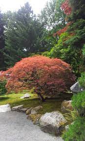 Japanese Garden Seattle Honestly This Looks A Lot Like My Back Yard Growing Up In The Seattle Area We Japanese Garden Plants Japanese Garden Japan Garden