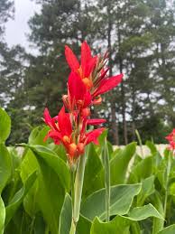 Image result for Cannaceae