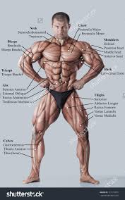 bodybuilder parts detail chart bodybuilding body muscle name