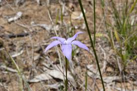 Image result for Wahlenbergia wittei