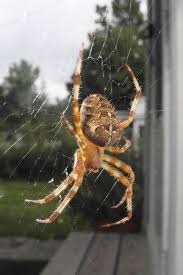 Pin On Spiders