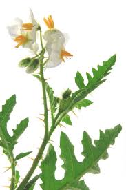 Image result for Solanum sisymbriifolium