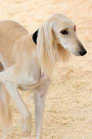 Saluki Blending In Saluki Dogs Dogs Dog Breeds That Dont Shed