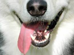 Les Signes De Douleur Chez Le Chien Comment Savoir S Il Souffre Dressage Chien Chien Animaux