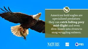 It's also an opportunistic feeder, swooping down to the surface of bodies of water to catch fish for sustenance and is also considered a sea eagle. Bald Eagle Fact Sheet Blog Nature Pbs