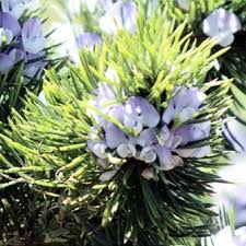 Image result for Psoralea arborea