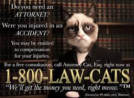 Need An Attorney Call 1 800 Law Cats Grumpy Cat Grumpy Cat Meme Funny Cats