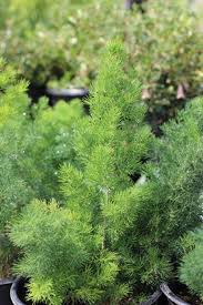 Image result for Asparagus radiatus