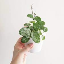 Hoya Mathilde Splash Pretty Plants Perfect Plants Hoya Plants