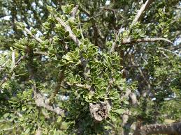 Image result for Boscia foetida