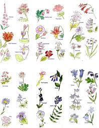 Check spelling or type a new query. Pictures Of Flower Names Google Search Flowers Names And Pictures Flower Names Different Types Of Flowers