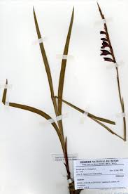 Image result for Rhaphiostylis beninensis