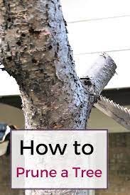 Learn How To Prune A Tree From A Professional Arborist Tree Pruning Prune Tree Arborist