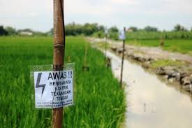 Maybe you would like to learn more about one of these? Geram Dengan Hama Tikus Petani Jombang Pasang Jebakan Setrum Listrik