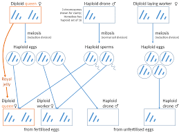 Really, it's just the same as with humans, dogs, or any other more anthropomorphic critter: Haplodiploidy Wikipedia