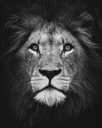 Peinture Par Numero Noir Et Blanc Animaux Lion Noir Et Blanc Peinture De Lion Animaux Noir Et Blanc