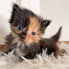 Get your adoption kit at petsmart finalize your adoption at a petsmart store or bring in your adoption papers to receive your free adoption kit to save over $450 on everything you need for your new best friend. Apricot The Rare Chimera Rescue Kitten With A Two Toned Face People Com