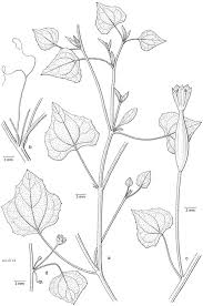 Image result for Eureiandra sp. A