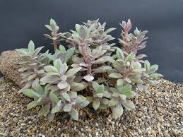 Image result for Kleinia grantii
