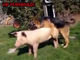 Des femmes qui baisent avec. Dog Fuck Pig Hd Porn Porn Tubes Video Sex Pornbraze Com