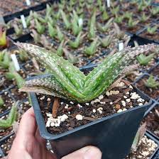 Image result for Aloe ribauensis